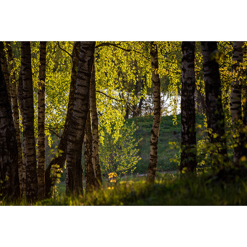 Forest View Mural Decal Modern Water Resistant Bedroom Wall Decor, Made to Measure