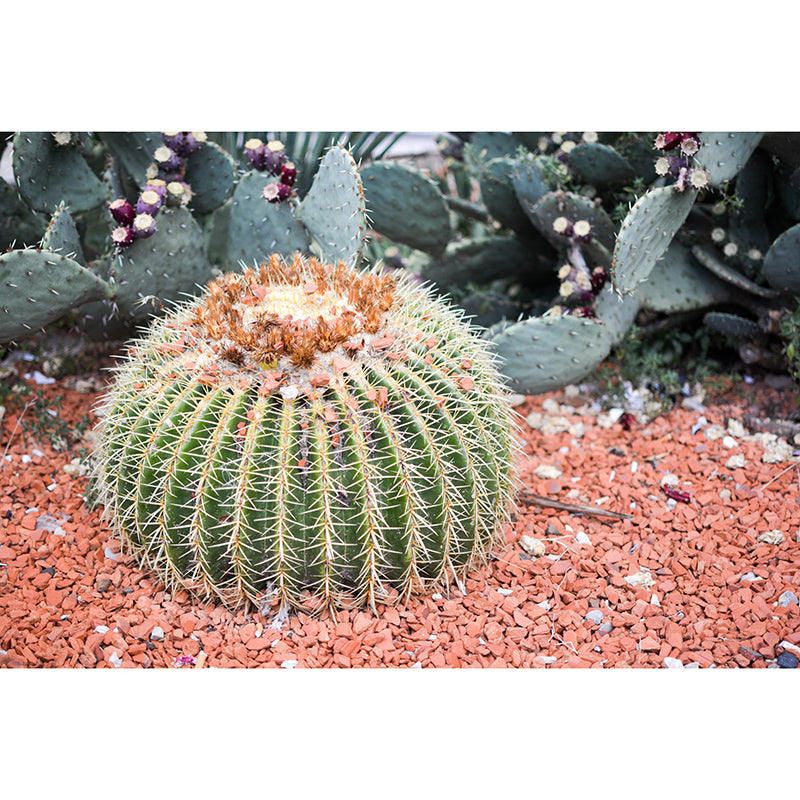 Tropical Cactus Mural Personalized Size Wall Covering for Sleeping Room