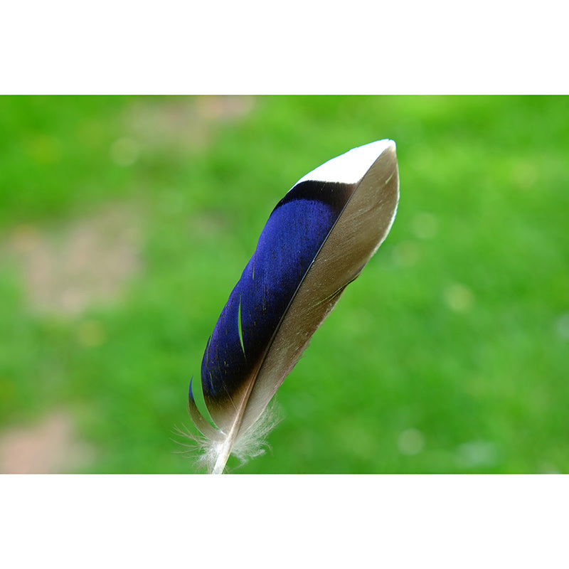 Light Feather Mural Wallpaper Minimalist Wall Covering for Sitting Room Decoration