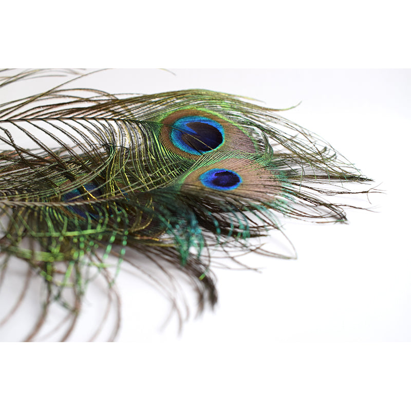 Peacock Feather Mural Wallpaper Mildew Resistant Wall Covering for Decoration