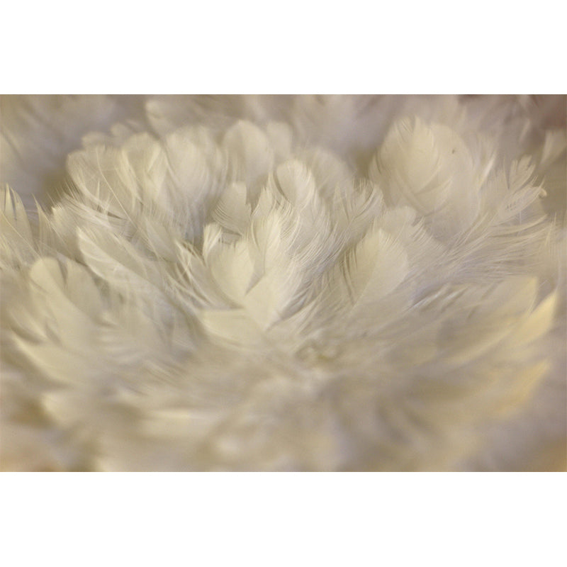 Feather Wall Mural Wallpaper Mildew Resistant Wall Covering for Bedroom