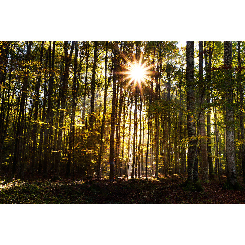 Simple Green Forest Mural Custom-Printed Minimalist Wall Art for Office Room