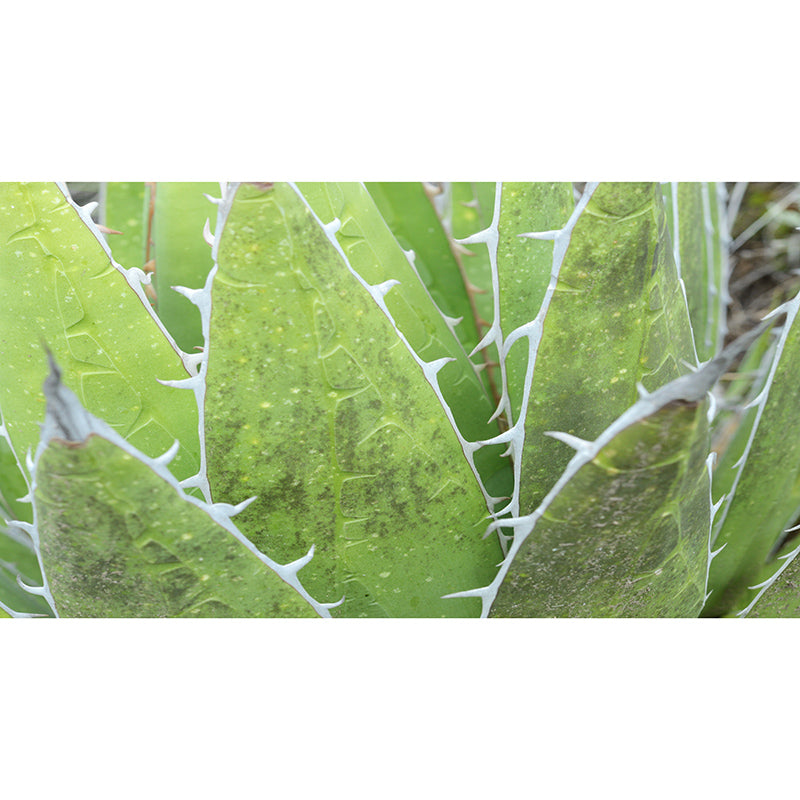 Tropical Plants Mural Wallpaper Moisture-Resistant Wall Covering for Bedroom