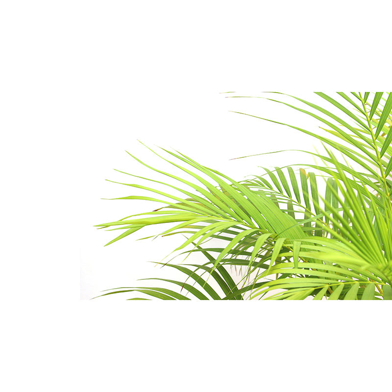 Tropical Monstera Home Decor Modern Sleeping Room Wall Decoration Wallpaper