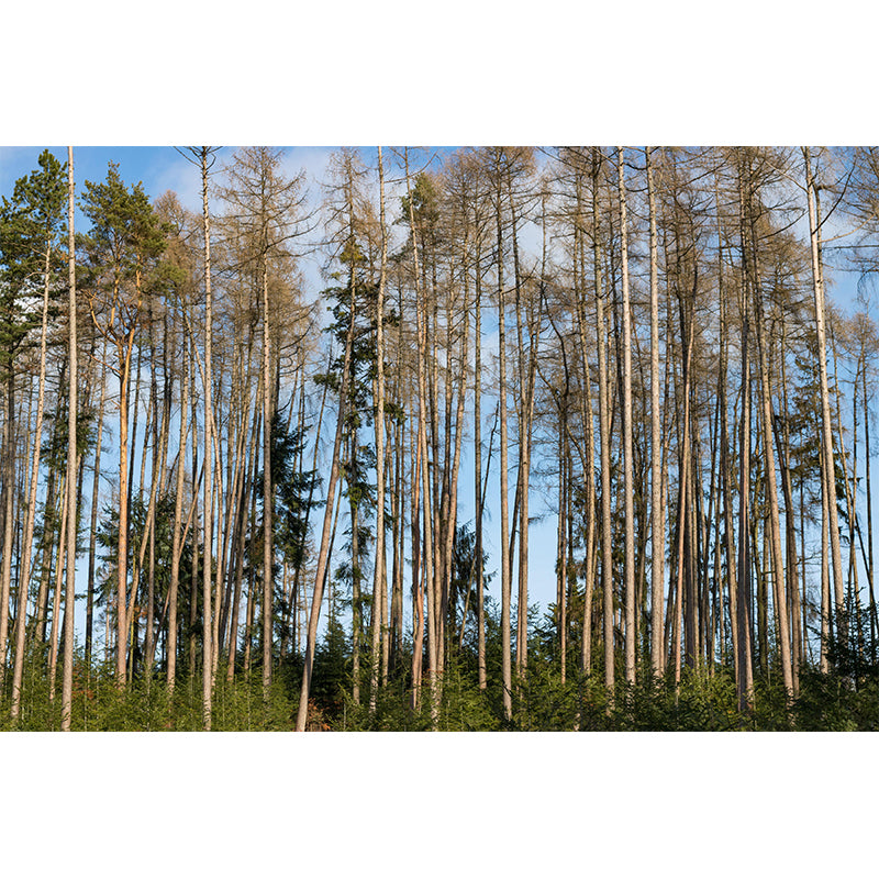 Contemporary Forest Mural Wallpaper Decorative Mildew Resistant Wall Covering