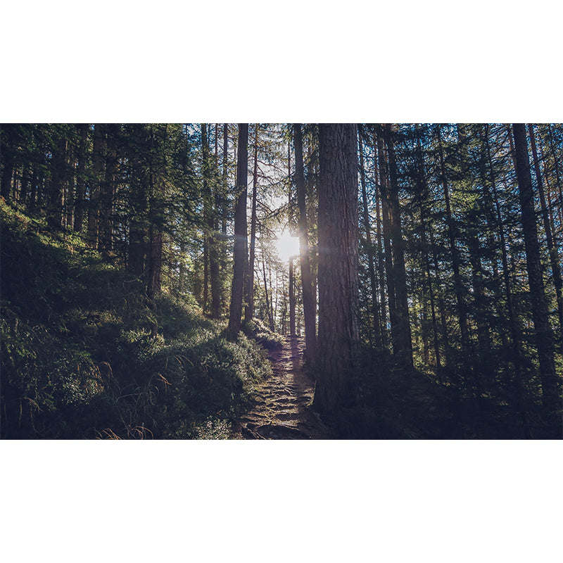 Forest Wall Mural Wallpaper Decorative Mildew Resistant Home Decor