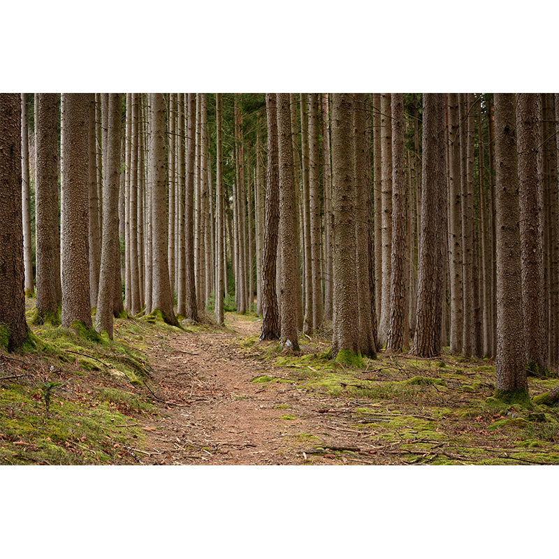 Photography Forest Mural Wallpaper Decorative Mildew Resistant Wall Decor