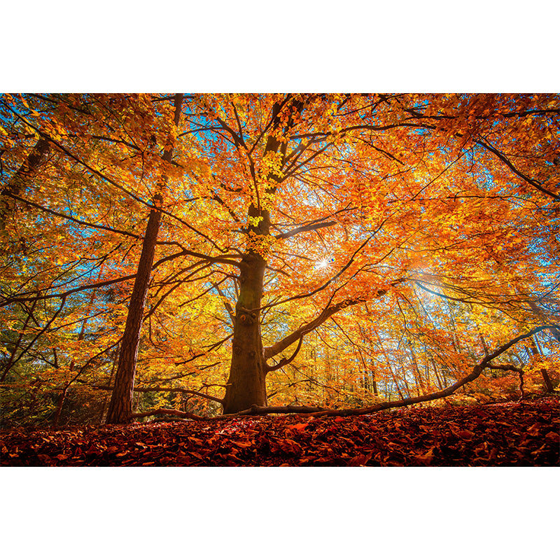 Modern Style Forest Mural Wallpaper Decorative Mildew Resistant Wall Decor