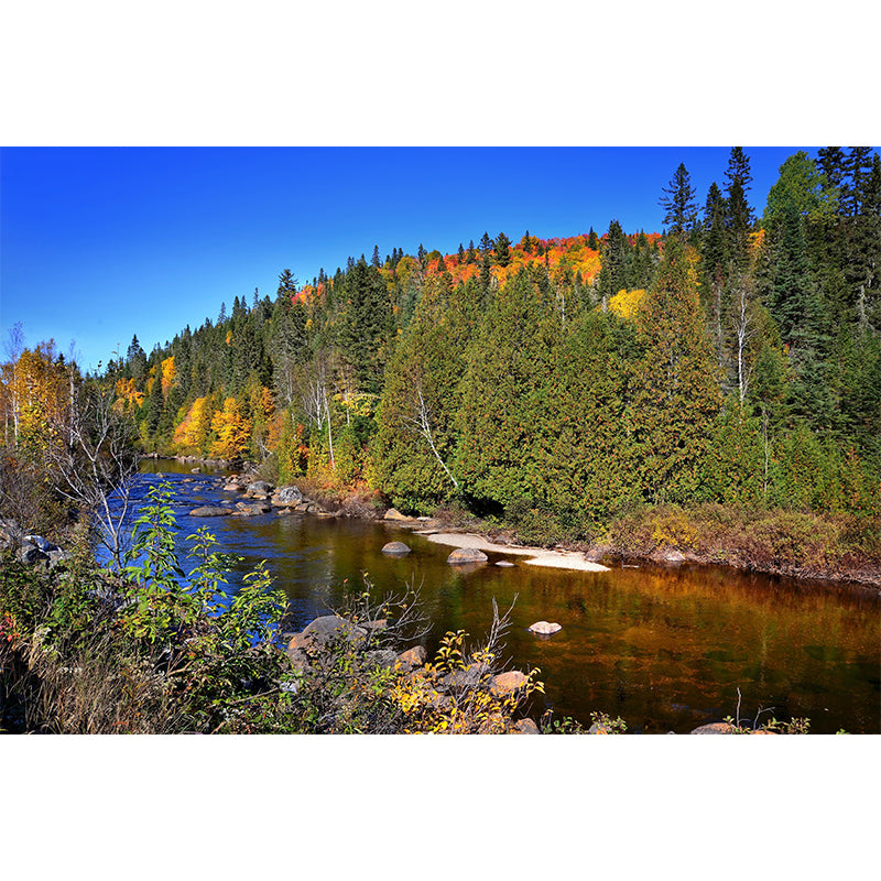 Forest Mural Wallpaper Decorative Mildew Resistant Home Decor