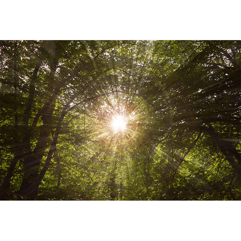 Contemporary Forest Mural Wallpaper Decorative Mildew Resistant Wall Decor