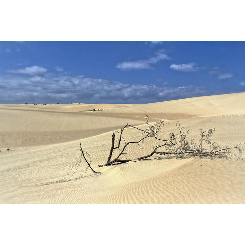 Desert Landscape Mural Modern Style Mildew Resistant for Bedroom