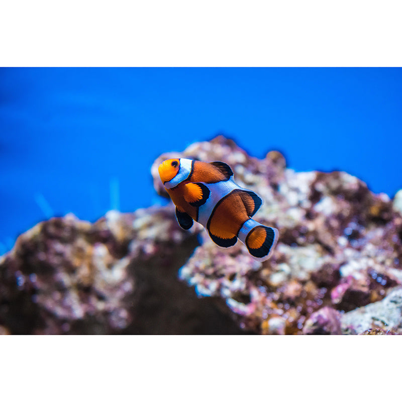 Customized Photography Seabed Mural Eco-friendly Wallpaper for Home Decor