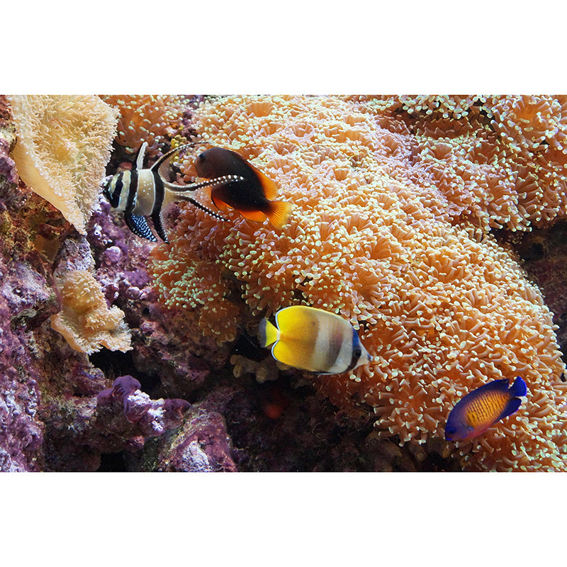 Customized Horizontal Photography Seabed Mural Eco-friendly Wallpaper Wall Covering