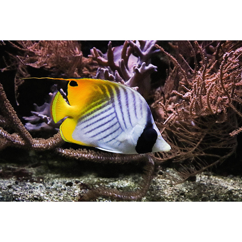 Customized Photography Seabed Wall Mural Eco-friendly Wallpaper Wall Art