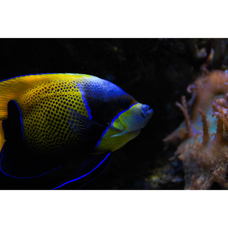 Customized Horizontal Photography Seabed Mural Eco-friendly Wallpaper for Home Decor