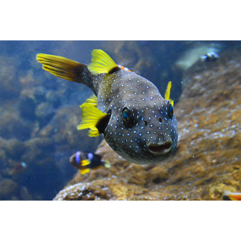 Simple Sea Creatures Mural for Dining Room, Personalized Size Available