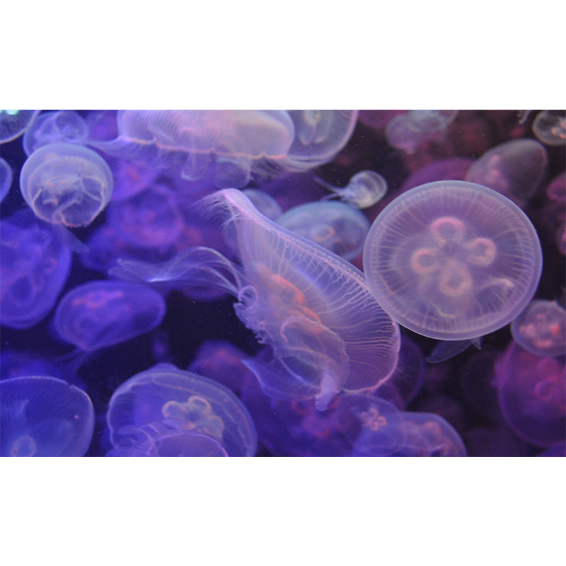 Creatures Mural Wallpaper Modern Bedroom Decoration, Custom Size Available