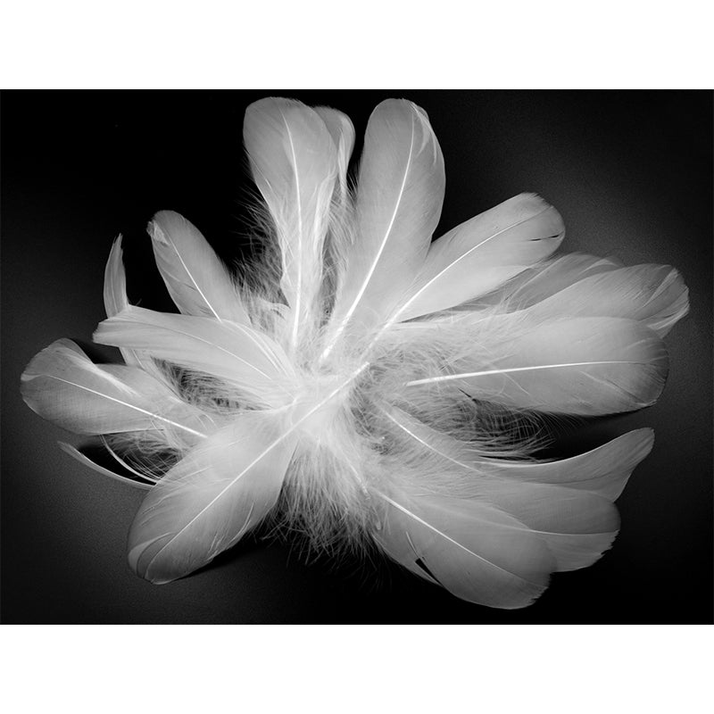 Mildew Resistant Bird Feather Mural Wallpaper Decorative Wall Art for Room