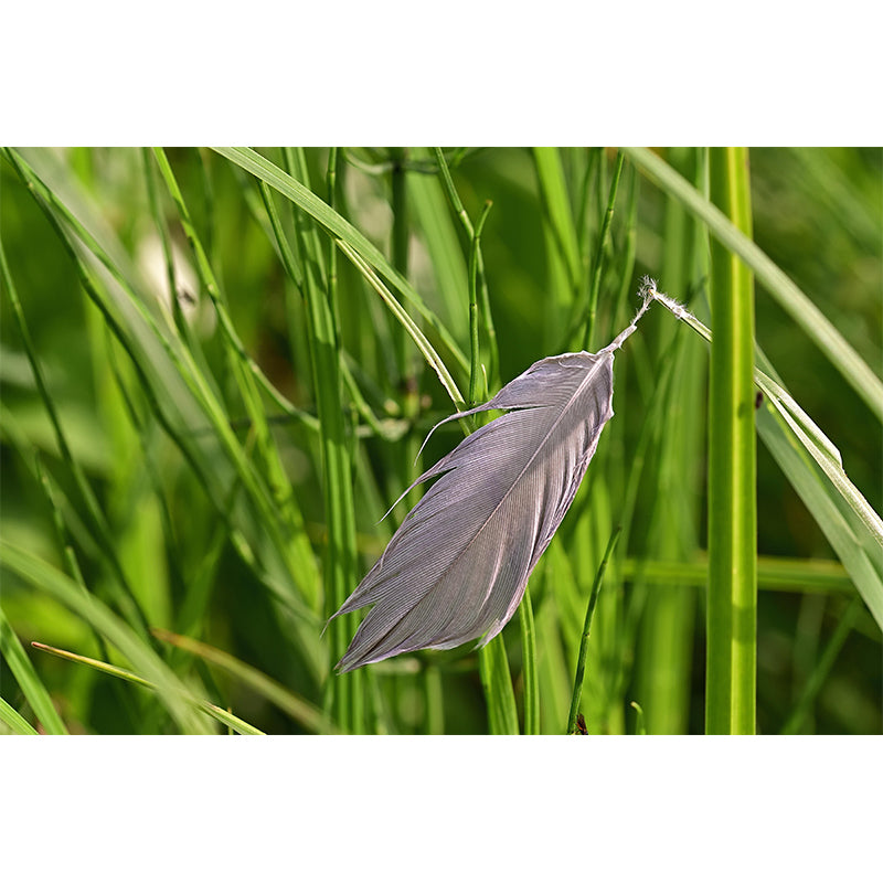 Mildew Resistant Feather Mural Wallpaper Decorative Wall Art for Bedroom