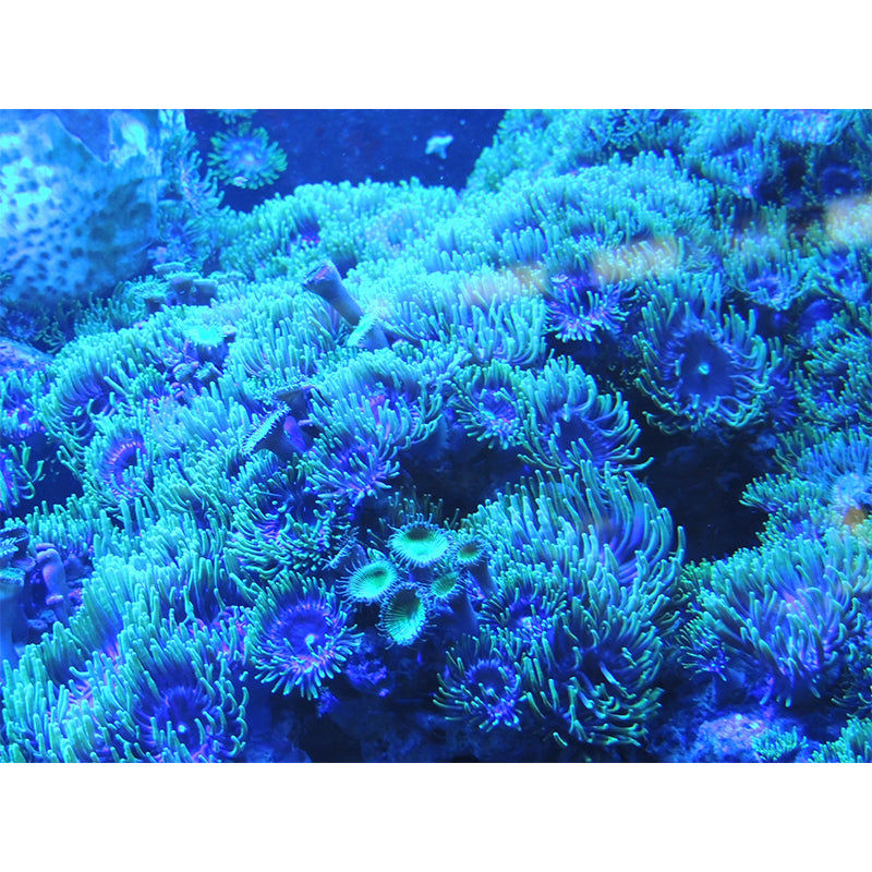 Underwater Pictures Mural Moisture Resistant Wall Decor for House Interior