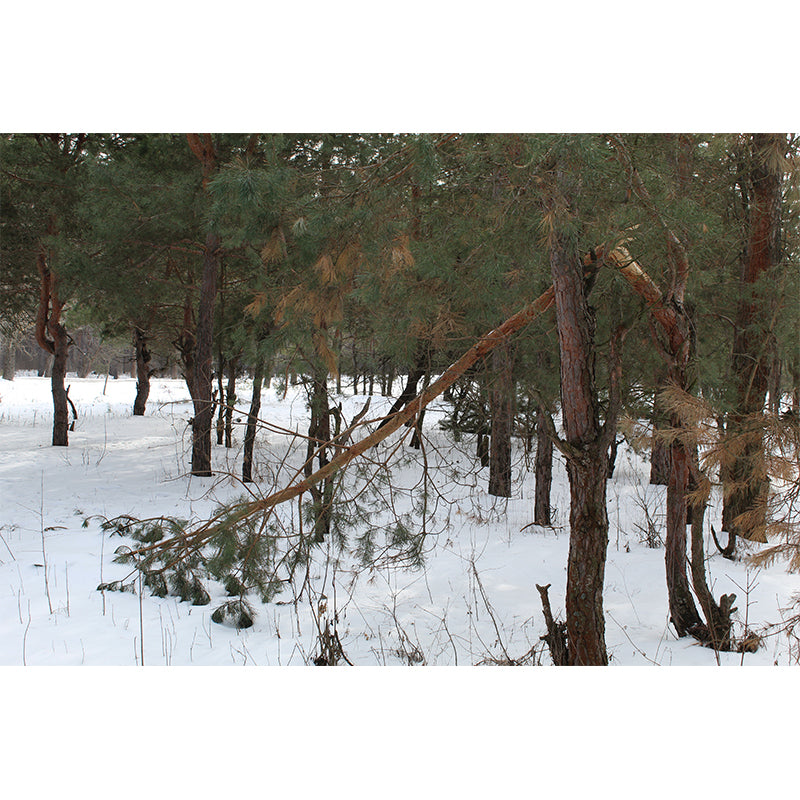 Pine Forest Landscape Wall Murals Moisture Resistant Wall Decor for Sleeping Room