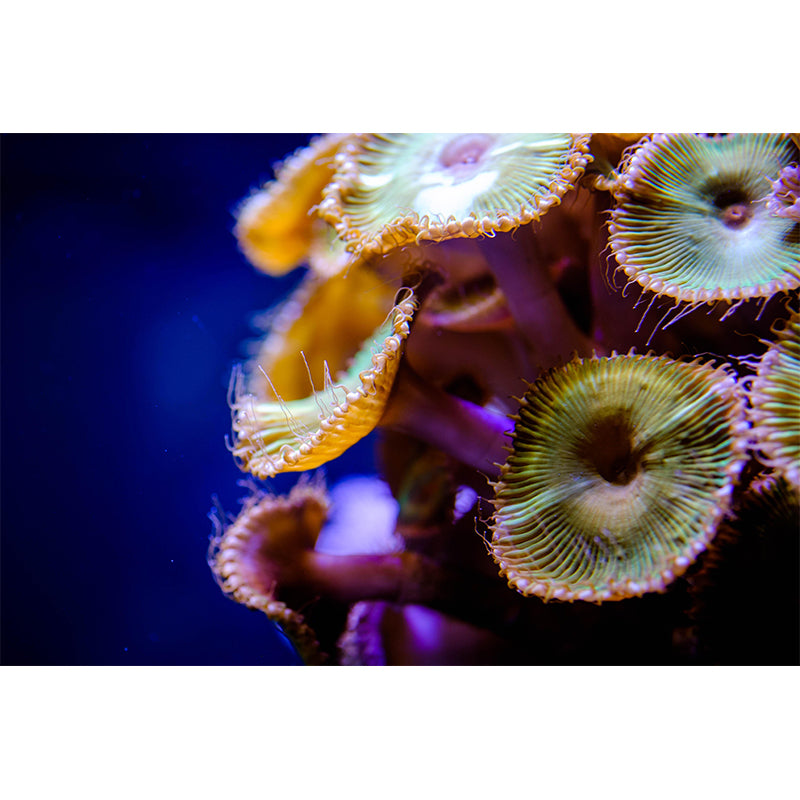 Seabed Wall Mural Wallpaper Tropical Beach Style Mildew Resistant for Wall Decor