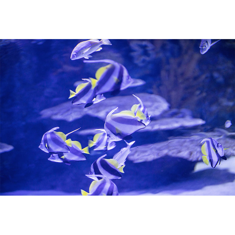 Tropical Beach Seabed Mural Wallpaper Mildew Resistant for Bedroom