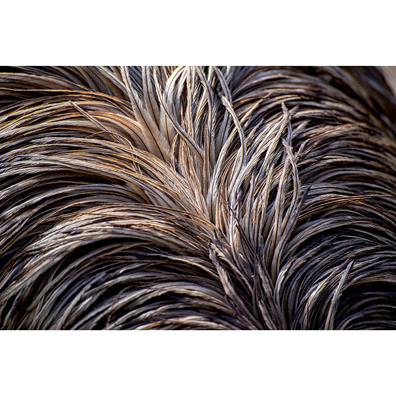 Beautiful Feather Wall Mural Modern Style Mildew Resistant for Bedroom