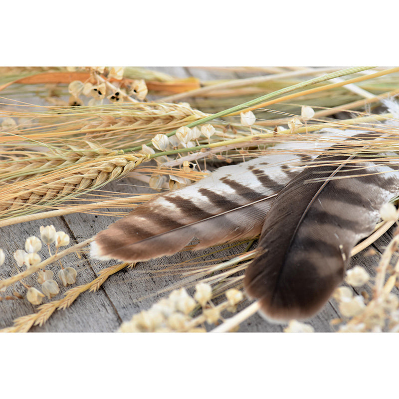 Feather Wall Mural Modern Style Mildew Resistant for Home Decor