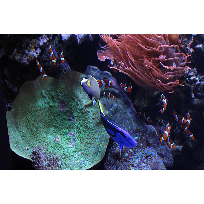 Vivid Fish Seabed Wall Mural Modern Style Mildew Resistant for Sleeping Room