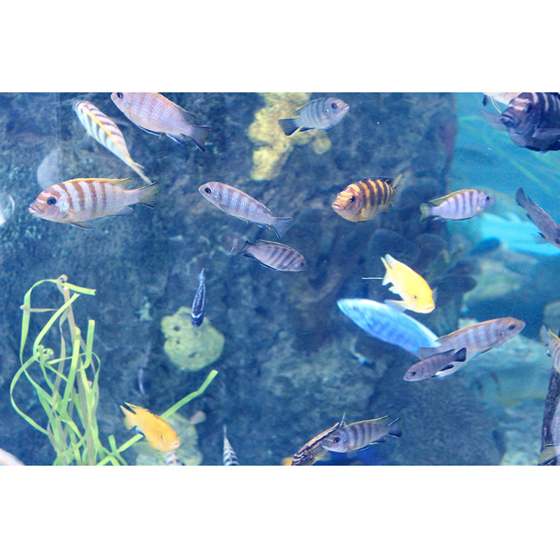 Mysterious Seabed Wall Mural Modern Style Mildew Resistant for Sitting Room