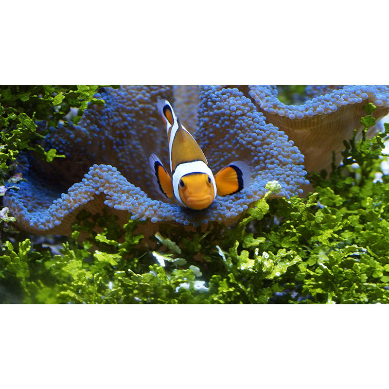 Seabed Wall Mural Mysterious Modern Style Mildew Resistant for Wall Decor