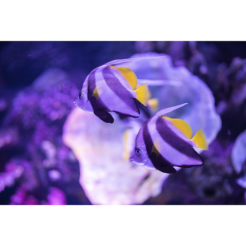 Undersea Environment Friendly Mural Wallpaper Tropical Beach Style Bathroom Wall Mural