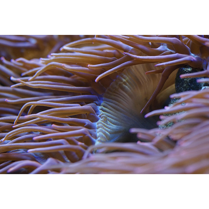 Environment Friendly Mural Wallpaper Tropical Beach Style Mural for Home Decor