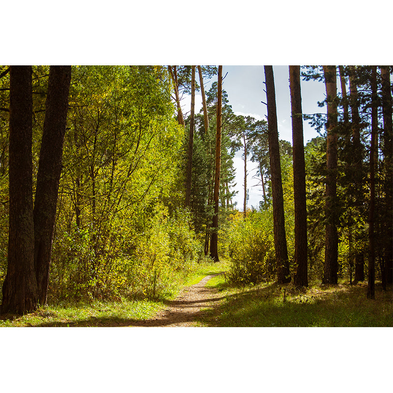 Forest Wall Murals for Home Decoration Stain Resistant, Personalised Size