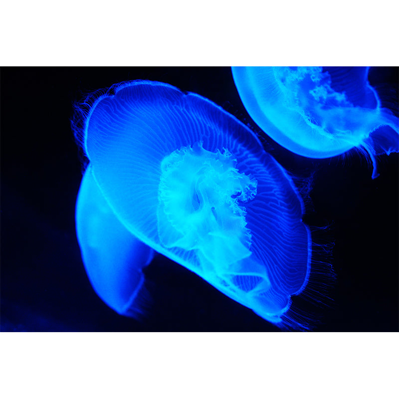 Undersea Creatures Wall Covering for Bedroom Home Wall Decor, Moisture Resistant
