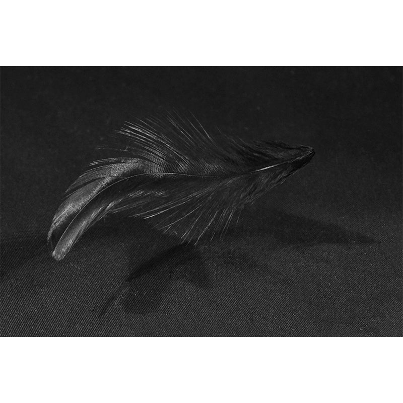 Modern Plumage Wall Covering for Bedroom Home Wall Decor, Moisture Resistant