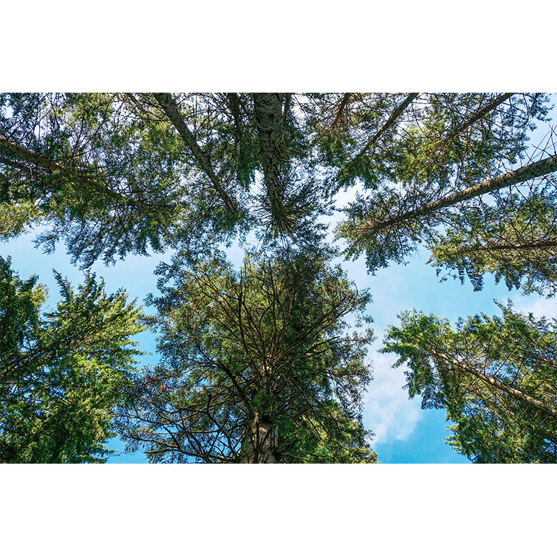 Contemporary Photography Style Forest Mural Wallpaper Mildew Resistant for Dining Room