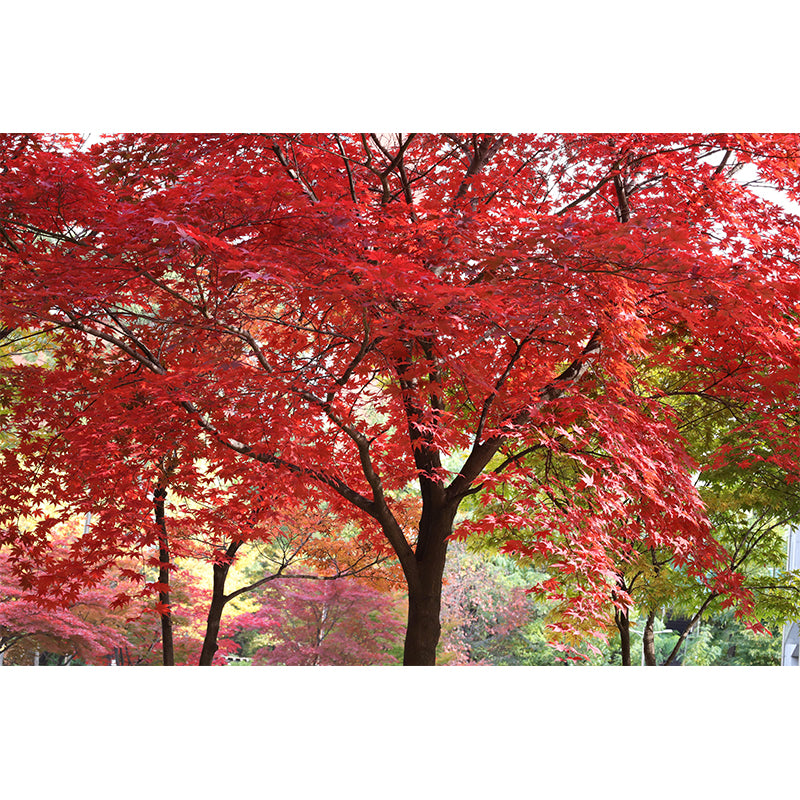 Contemporary Photography Style Forest Mural Wallpaper Mildew Resistant for Bedroom