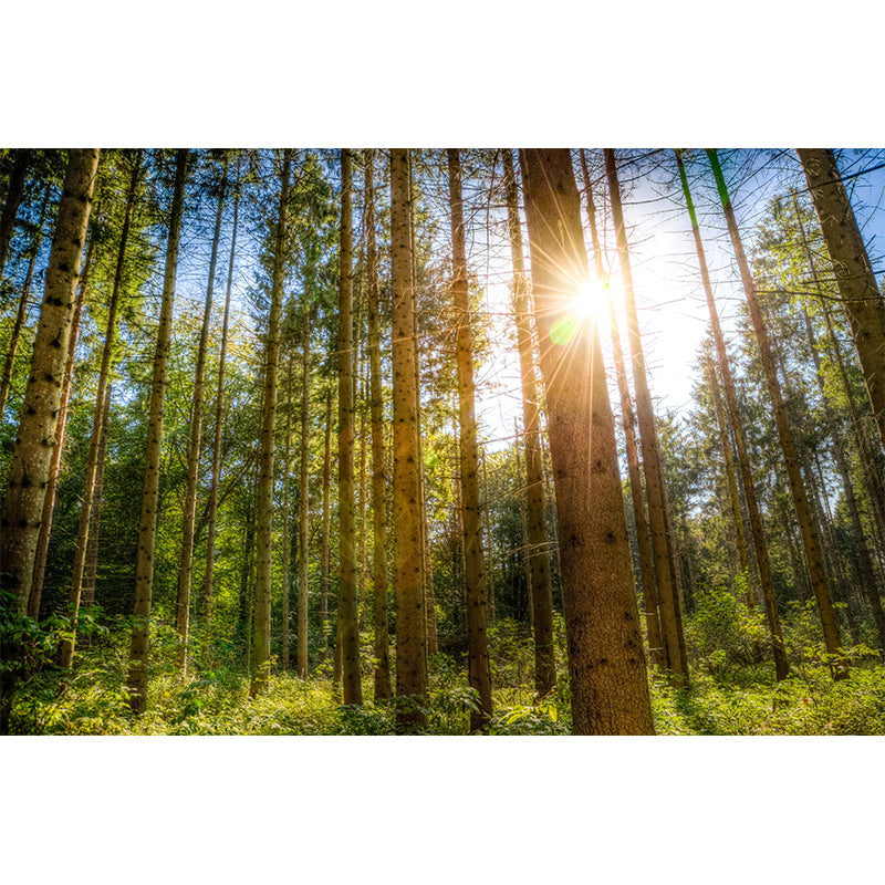 Nature Photography Style Forest Mural Wallpaper Mildew Resistant for Room