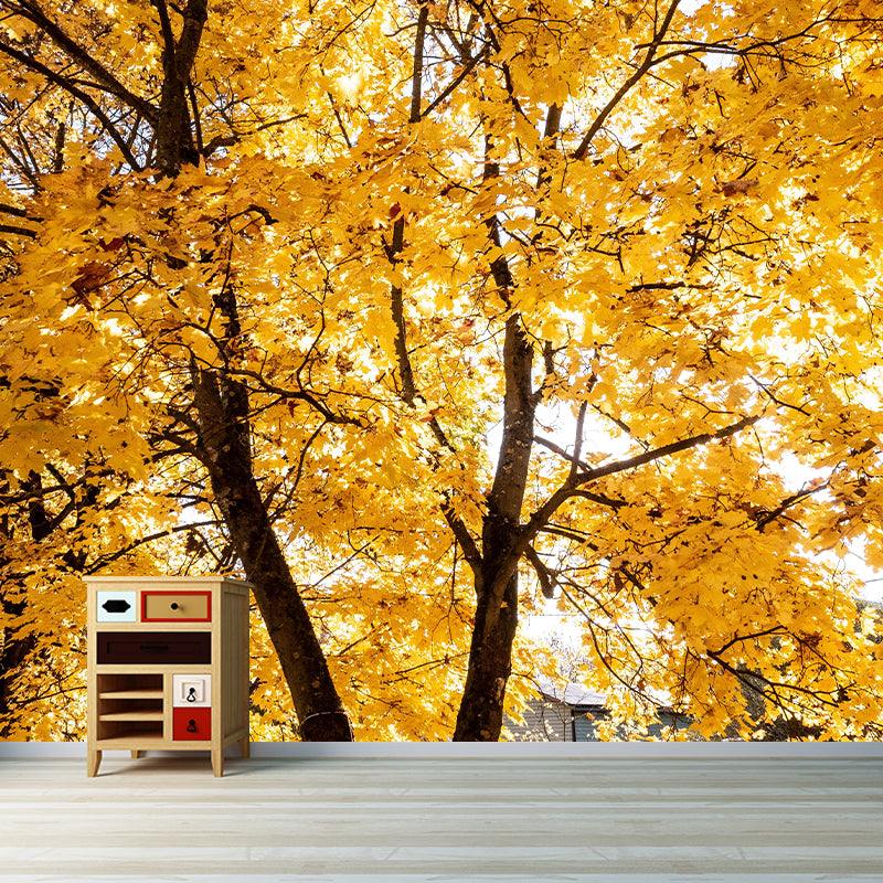 Contemporary Photography Style Forest Mural Wallpaper Mildew Resistant for Decoration