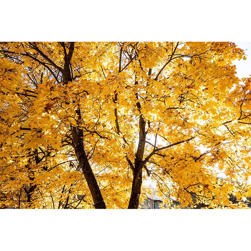 Contemporary Photography Style Forest Mural Wallpaper Mildew Resistant for Decoration