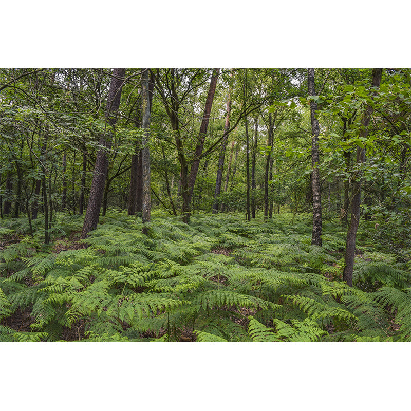 Contemporary Photography Style Forest Mural Wallpaper Mildew Resistant Wall Covering