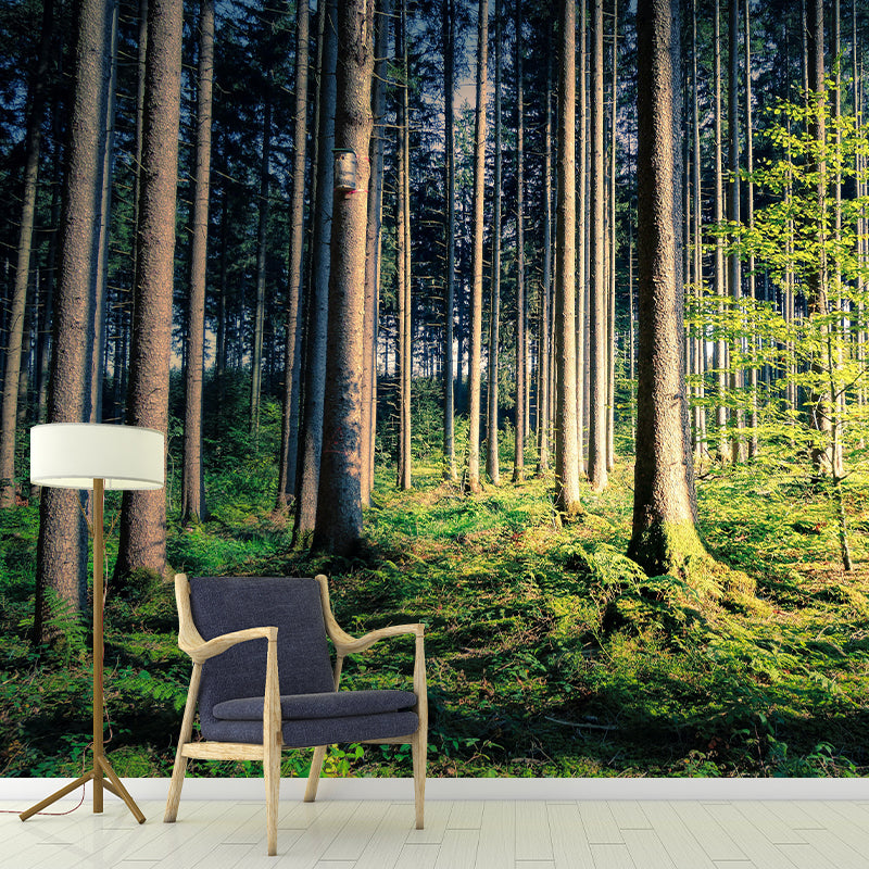 Contemporary Photography Style Forest Mural Wallpaper Mildew Resistant for Home