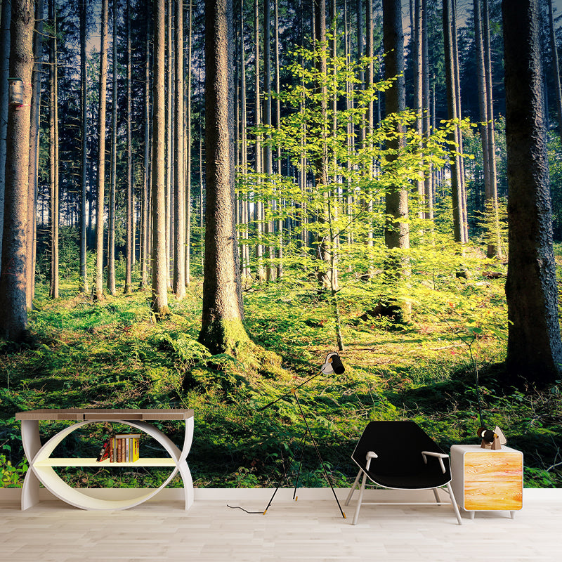 Contemporary Photography Style Forest Mural Wallpaper Mildew Resistant for Home