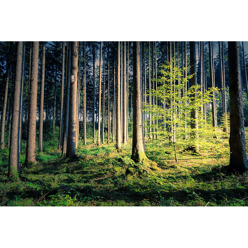 Contemporary Photography Style Forest Mural Wallpaper Mildew Resistant for Home