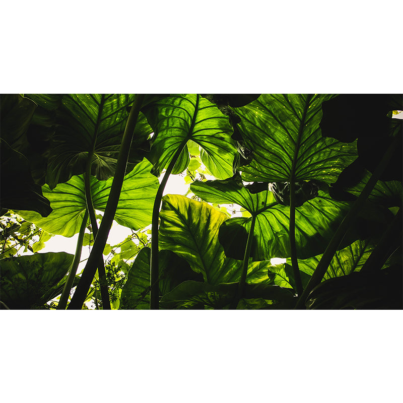 Tropical Leaves Mural Stain-Resistant Wall Decor for Guest Room, Personalized Size