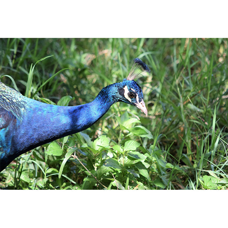 Peacock Customized Contemporary Style Mural Water Resistant for Living Room