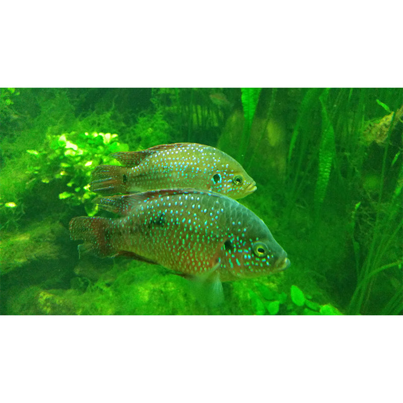 Marine Life Mural Environment Friendly Wallpaper for Girl's Bedroom, Made to Measure