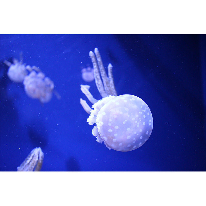 Marine Life Wall Mural Moisture Resistant Home Decor for Sitting Room Bedroom